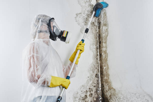 Best Toxic Mold Removal  in Fountain Inn, SC