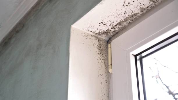 Crawl Space Mold Removal in Fountain Inn, SC