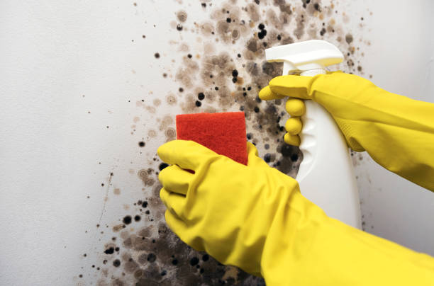 Best Same-Day Mold Removal  in Fountain Inn, SC