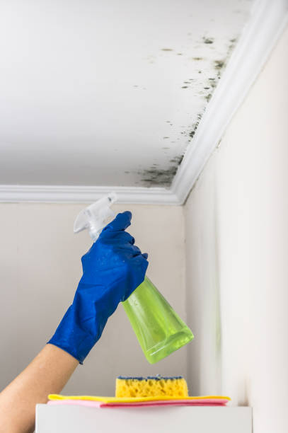 Best Toxic Mold Removal  in Fountain Inn, SC