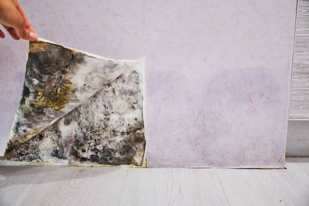 Office Mold Removal Services in Fountain Inn, SC